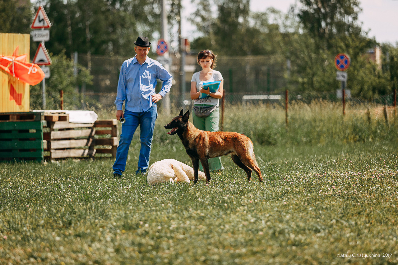 Соревнования по мондьорингу. Фотограф-анималист Наталия Чистюхина в г. Сосновый Бор и ЛО