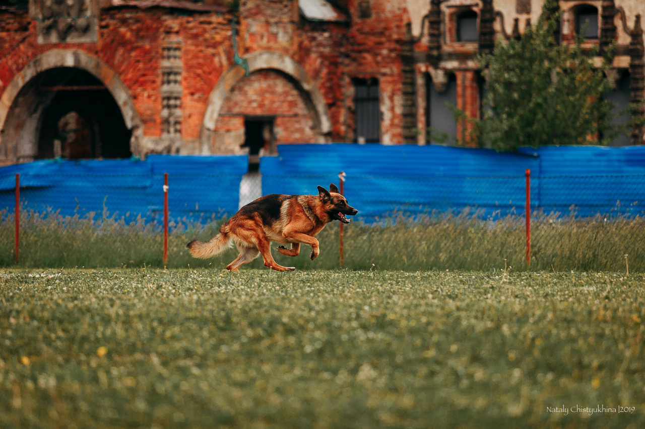 Соревнования БРР. Фотограф-анималист Наталия Чистюхина в г. Сосновый Бор и ЛО
