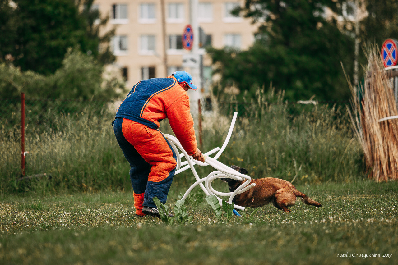 Соревнования по мондьорингу. Фотограф-анималист Наталия Чистюхина в г. Сосновый Бор и ЛО