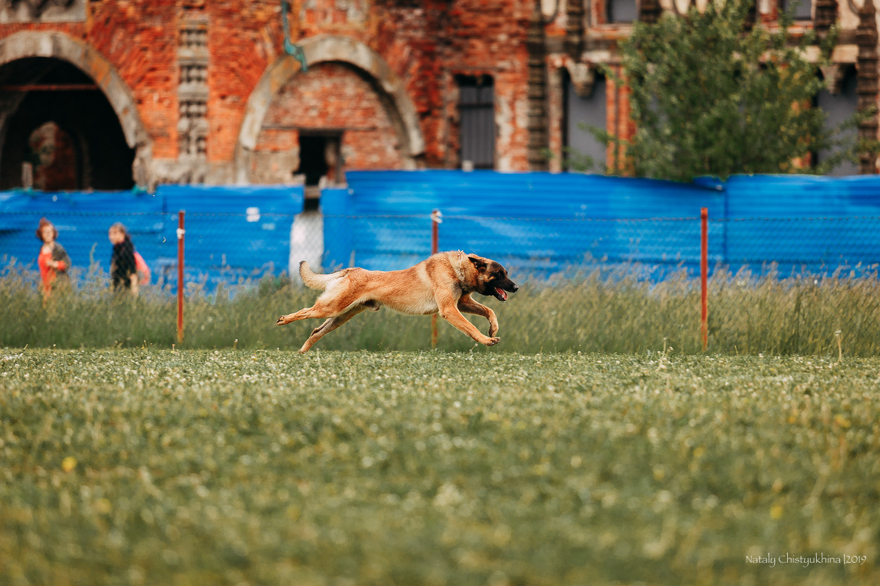 Соревнования БРР. Фотограф-анималист Наталия Чистюхина в г. Сосновый Бор и ЛО