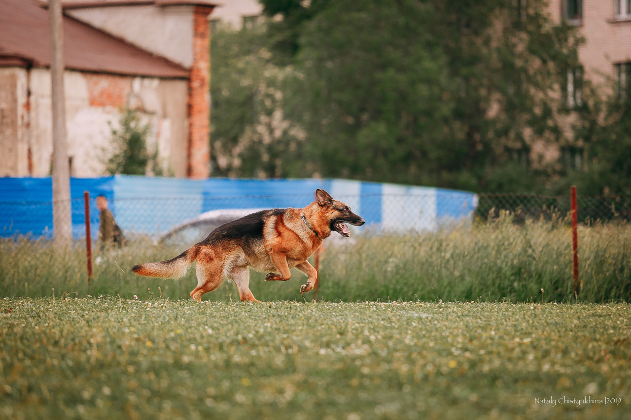 Соревнования БРР. Фотограф-анималист Наталия Чистюхина в г. Сосновый Бор и ЛО