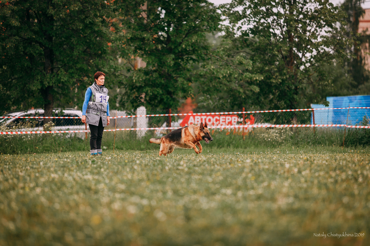 Соревнования БРР. Фотограф-анималист Наталия Чистюхина в г. Сосновый Бор и ЛО