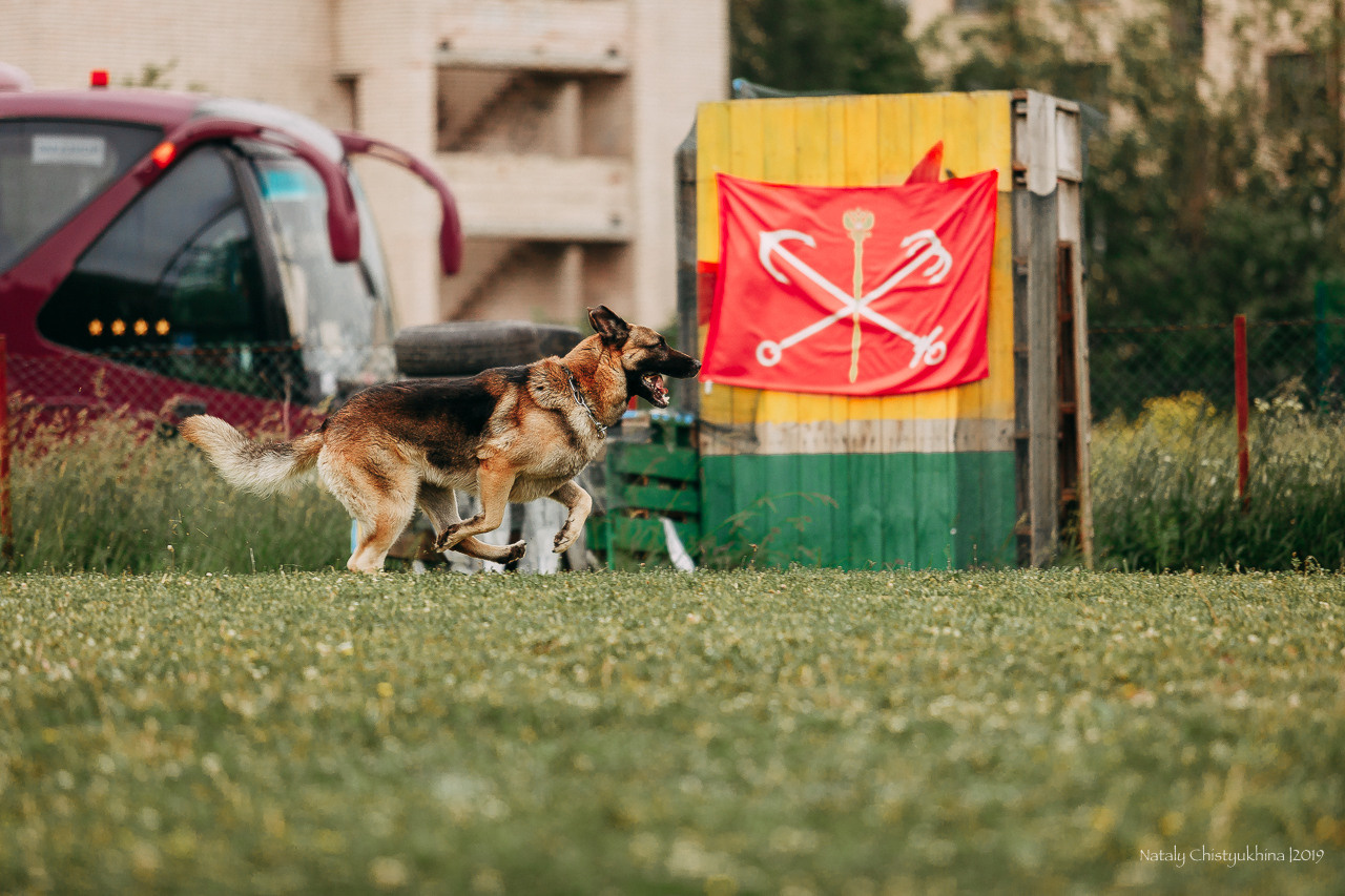 Соревнования БРР. Фотограф-анималист Наталия Чистюхина в г. Сосновый Бор и ЛО