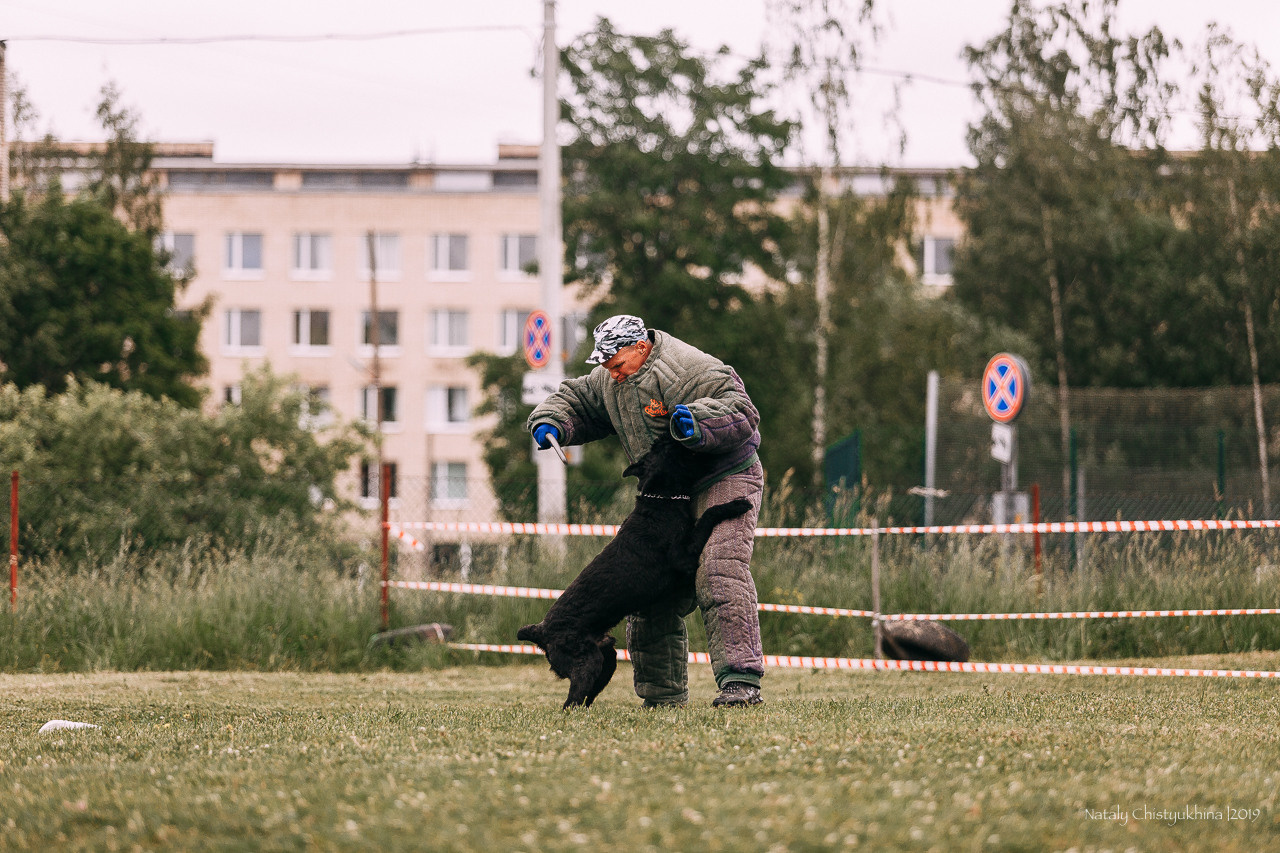 Соревнования БРР. Фотограф-анималист Наталия Чистюхина в г. Сосновый Бор и ЛО
