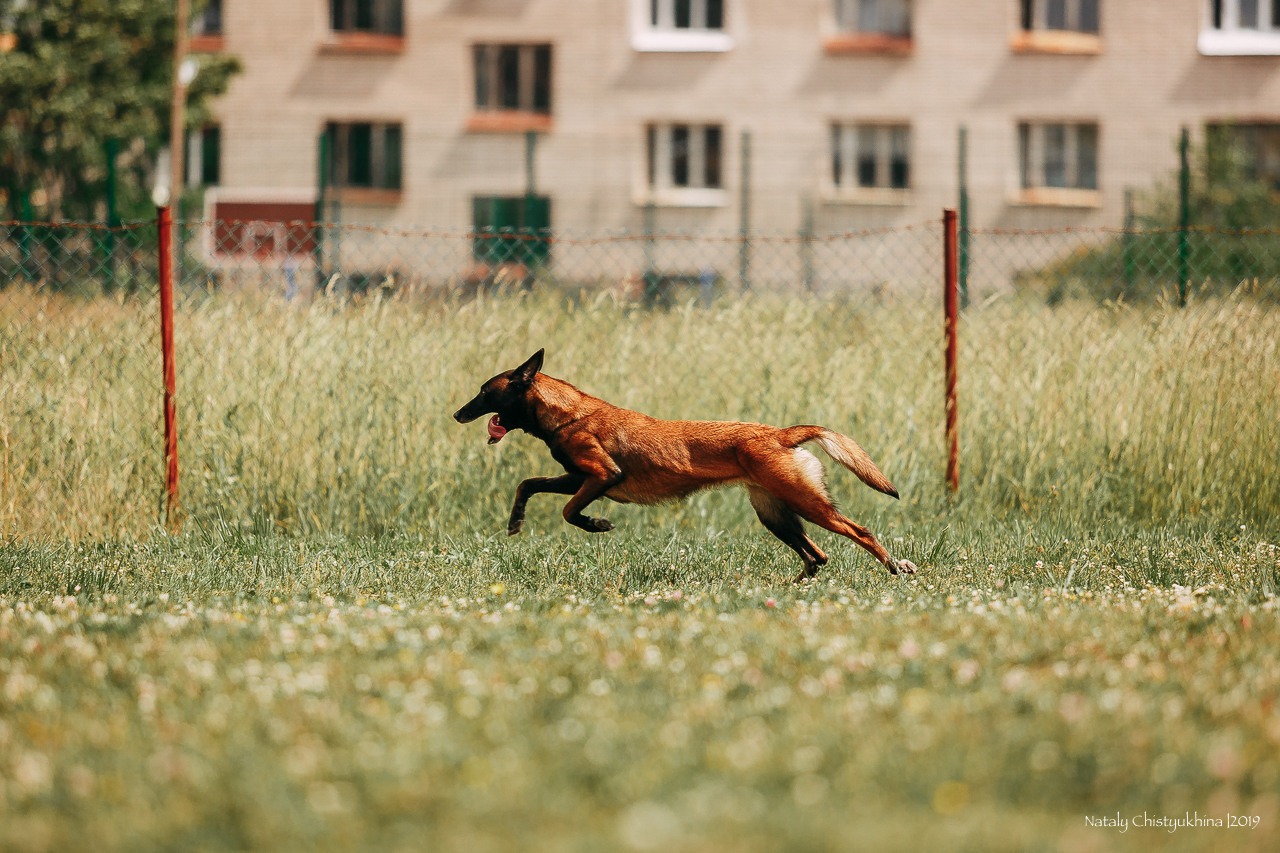 Соревнования по мондьорингу. Фотограф-анималист Наталия Чистюхина в г. Сосновый Бор и ЛО