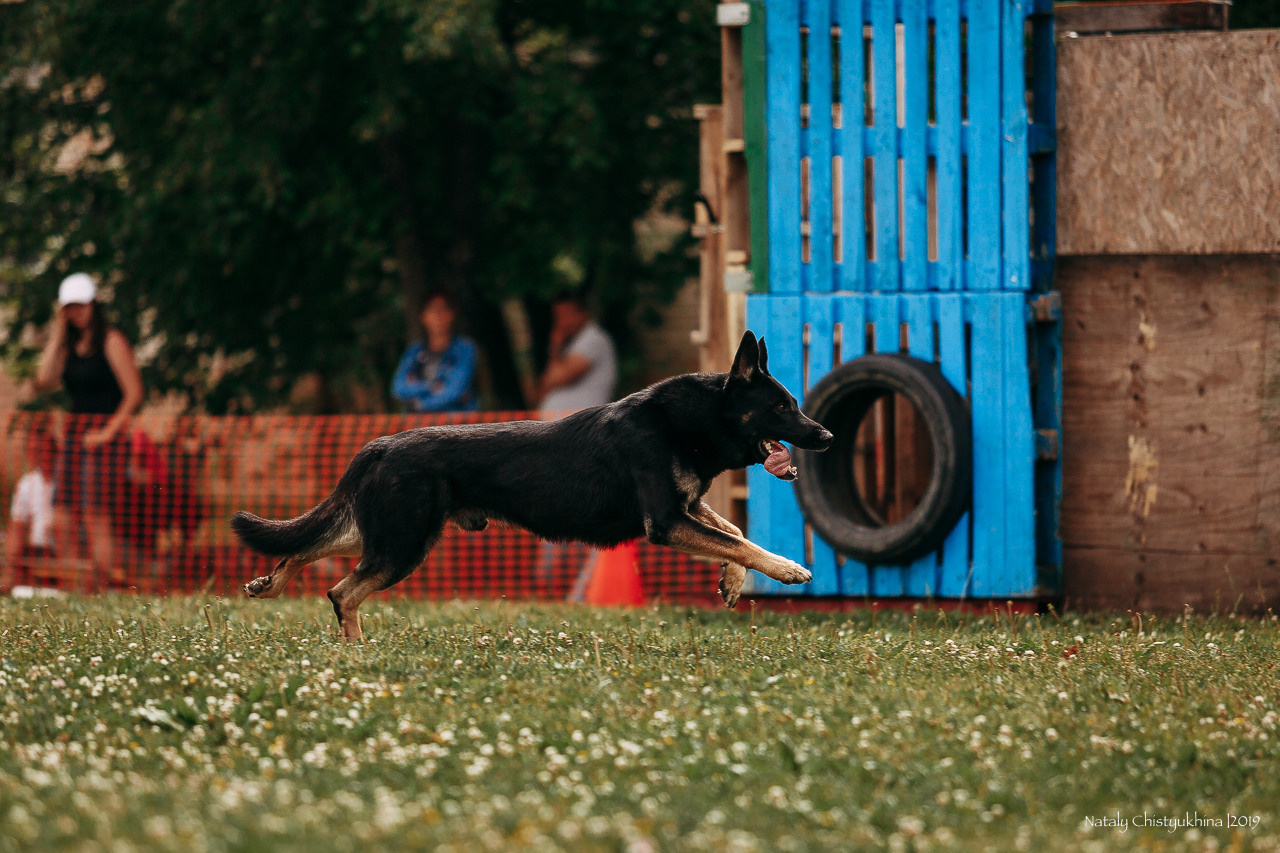 Соревнования по мондьорингу. Фотограф-анималист Наталия Чистюхина в г. Сосновый Бор и ЛО