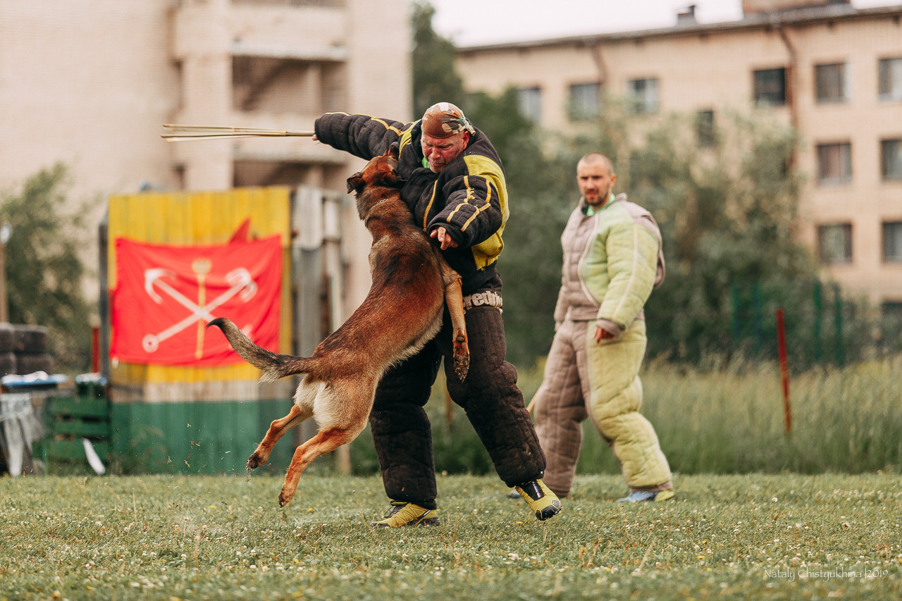 Соревнования БРР. Фотограф-анималист Наталия Чистюхина в г. Сосновый Бор и ЛО