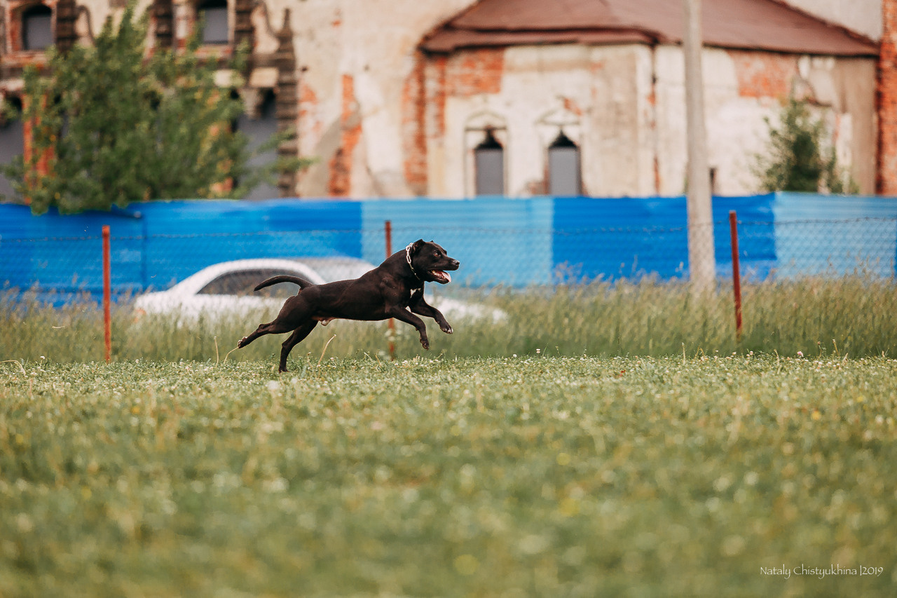 Соревнования БРР. Фотограф-анималист Наталия Чистюхина в г. Сосновый Бор и ЛО
