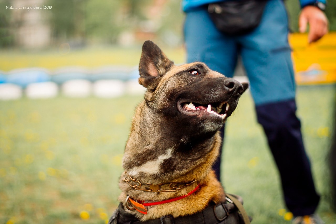 Семинары по мондио. Фотограф-анималист Наталия Чистюхина в г. Сосновый Бор и ЛО