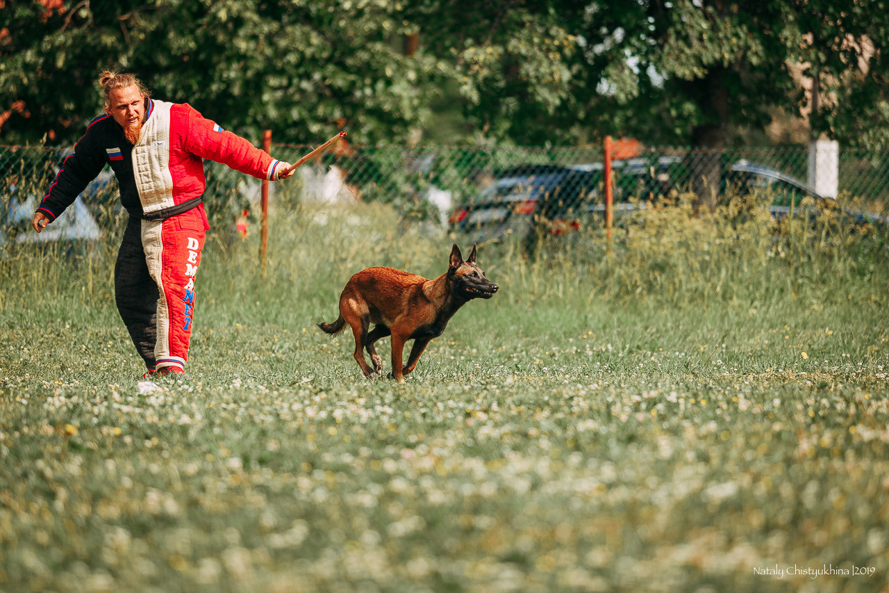 Соревнования по мондьорингу. Фотограф-анималист Наталия Чистюхина в г. Сосновый Бор и ЛО