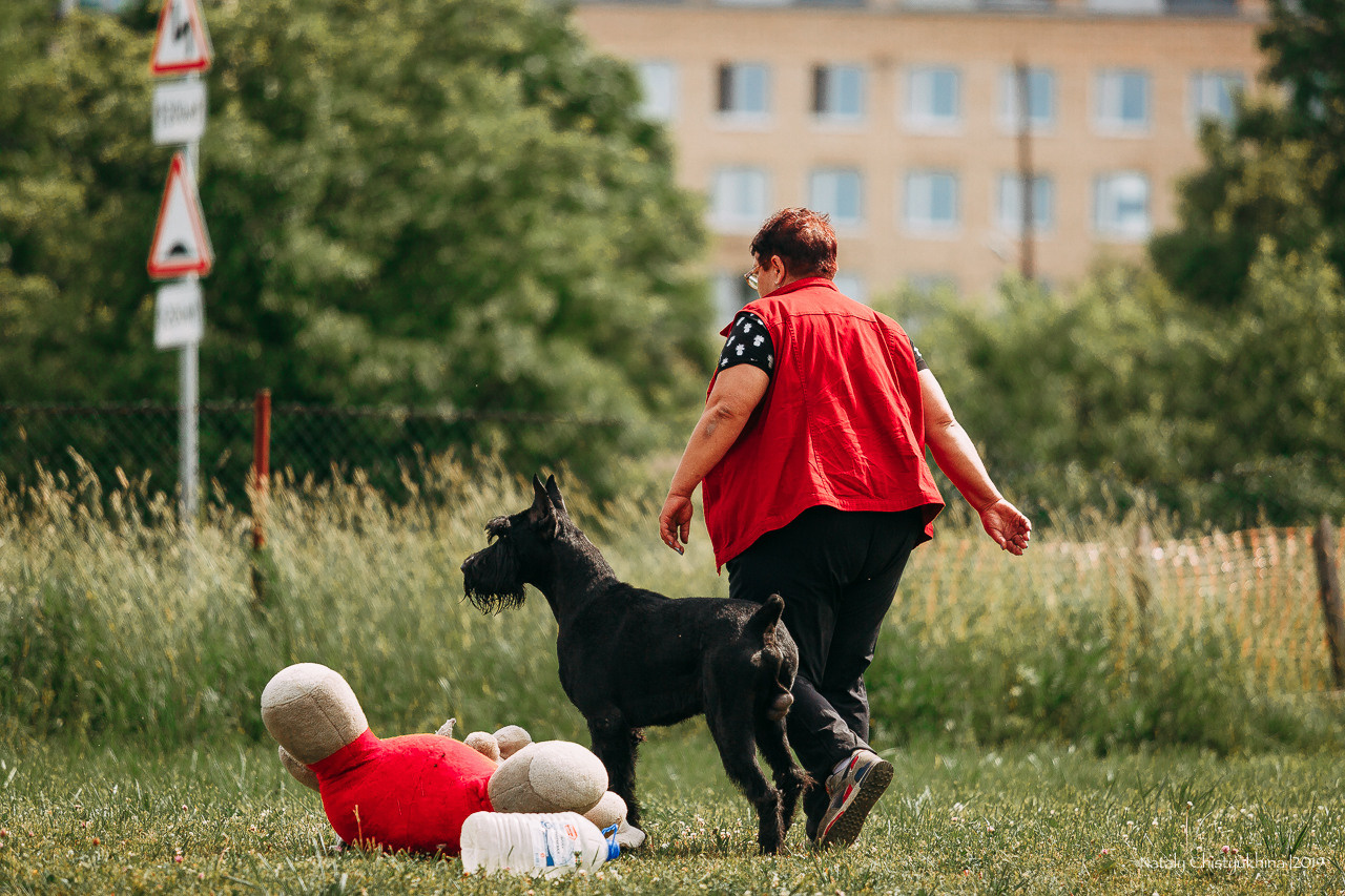 Соревнования по мондьорингу. Фотограф-анималист Наталия Чистюхина в г. Сосновый Бор и ЛО
