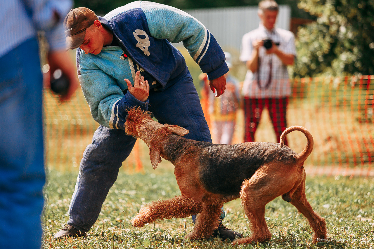 Соревнования по мондьорингу. Фотограф-анималист Наталия Чистюхина в г. Сосновый Бор и ЛО
