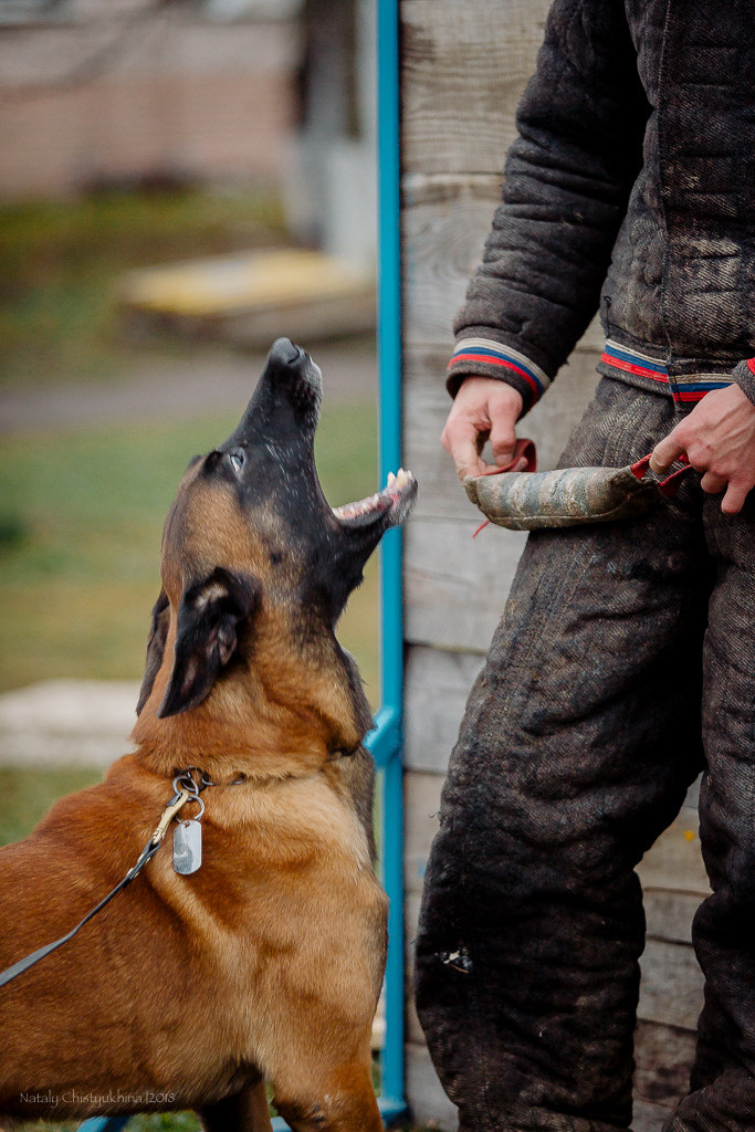 Семинары по мондио. Фотограф-анималист Наталия Чистюхина в г. Сосновый Бор и ЛО