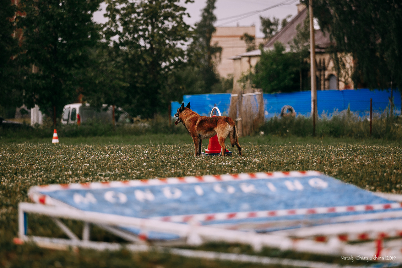 Соревнования по мондьорингу. Фотограф-анималист Наталия Чистюхина в г. Сосновый Бор и ЛО