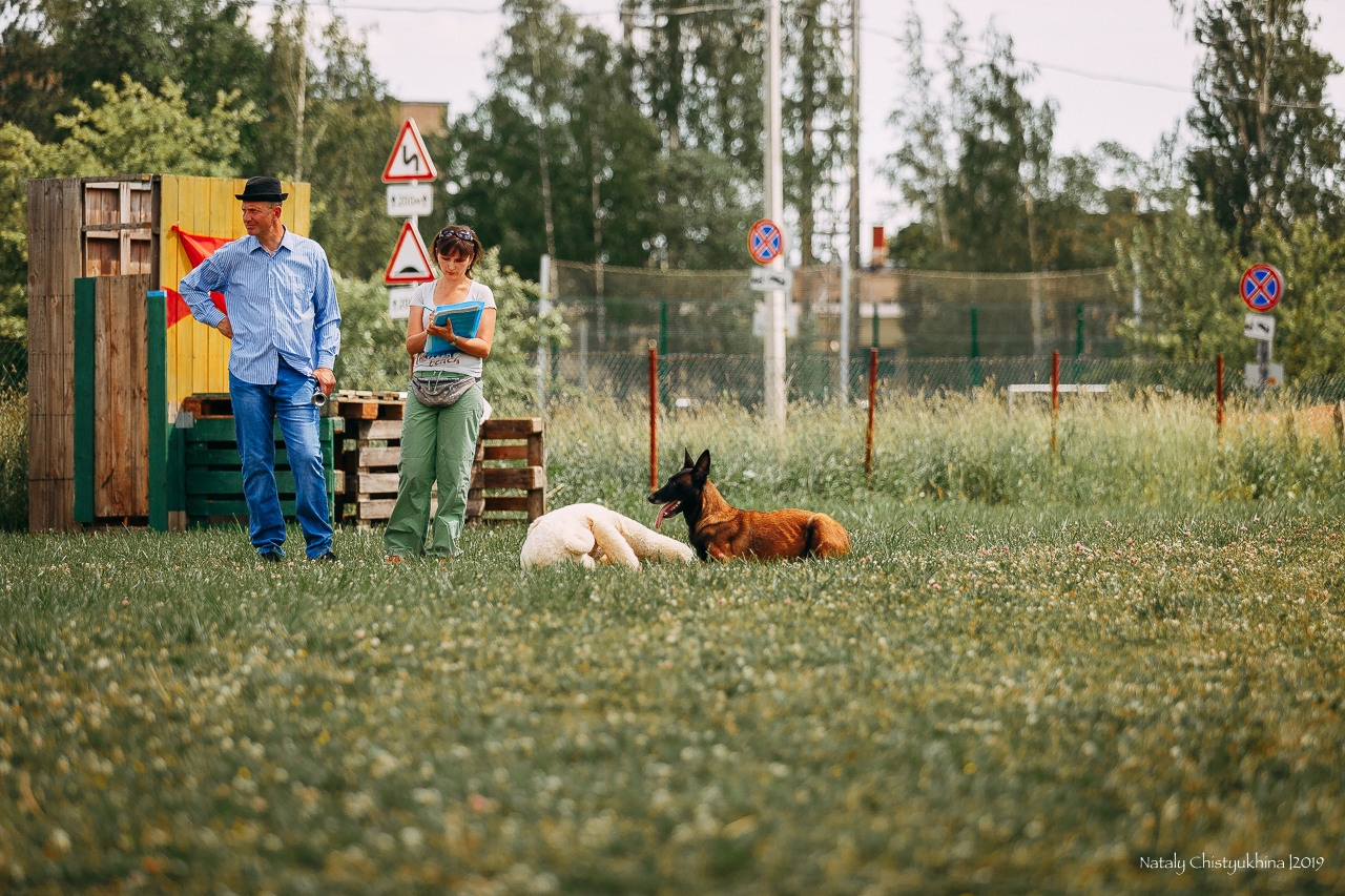 Соревнования по мондьорингу. Фотограф-анималист Наталия Чистюхина в г. Сосновый Бор и ЛО