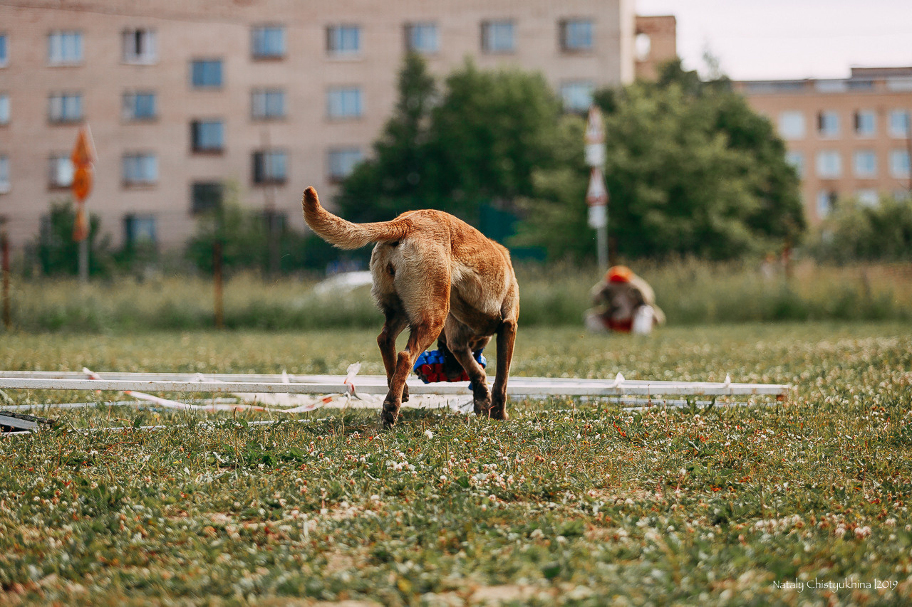 Соревнования по мондьорингу. Фотограф-анималист Наталия Чистюхина в г. Сосновый Бор и ЛО