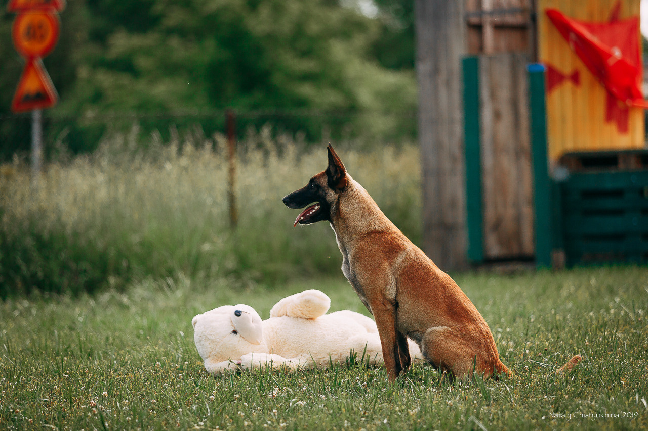 Соревнования по мондьорингу. Фотограф-анималист Наталия Чистюхина в г. Сосновый Бор и ЛО