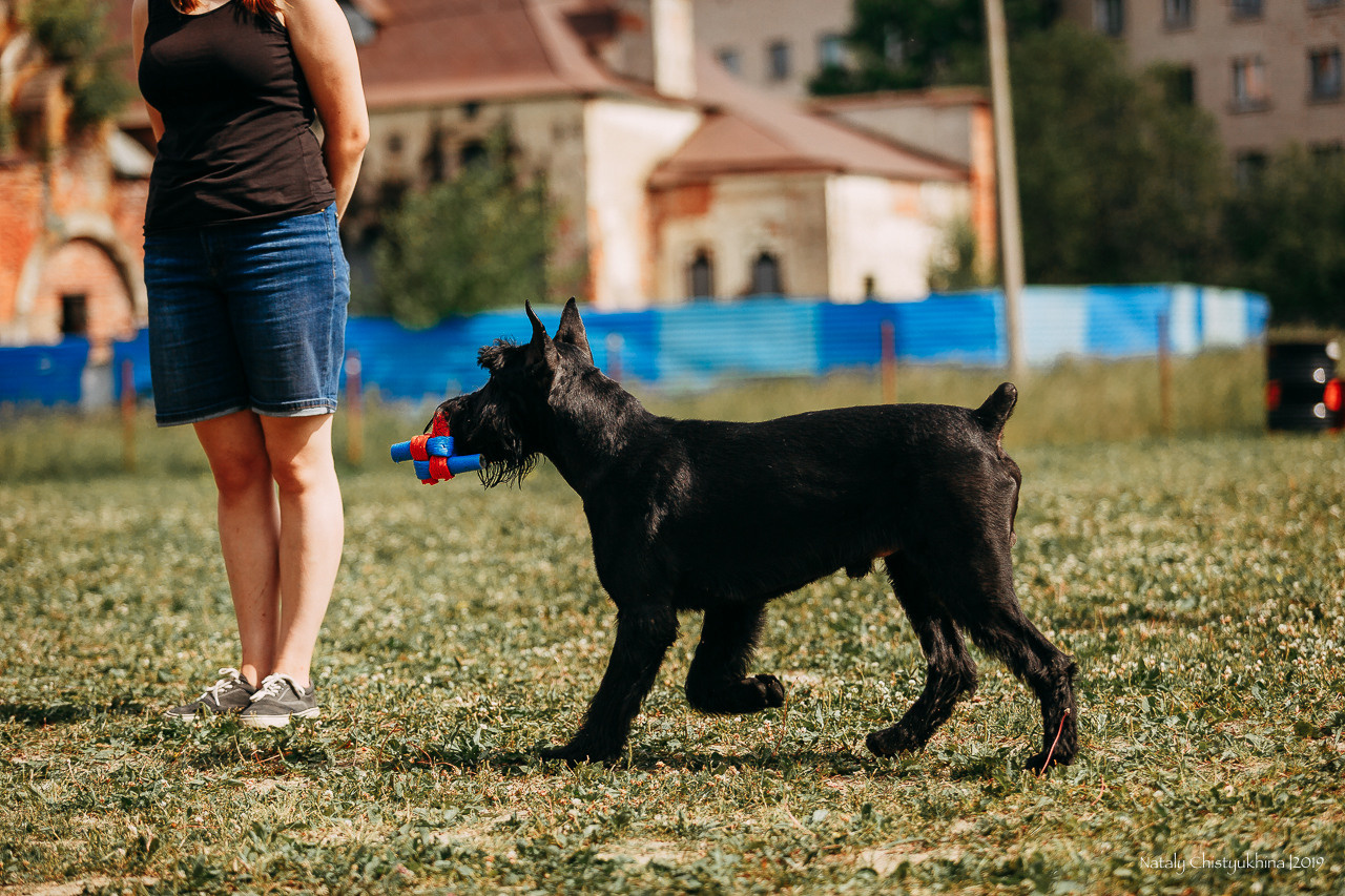 Соревнования по мондьорингу. Фотограф-анималист Наталия Чистюхина в г. Сосновый Бор и ЛО