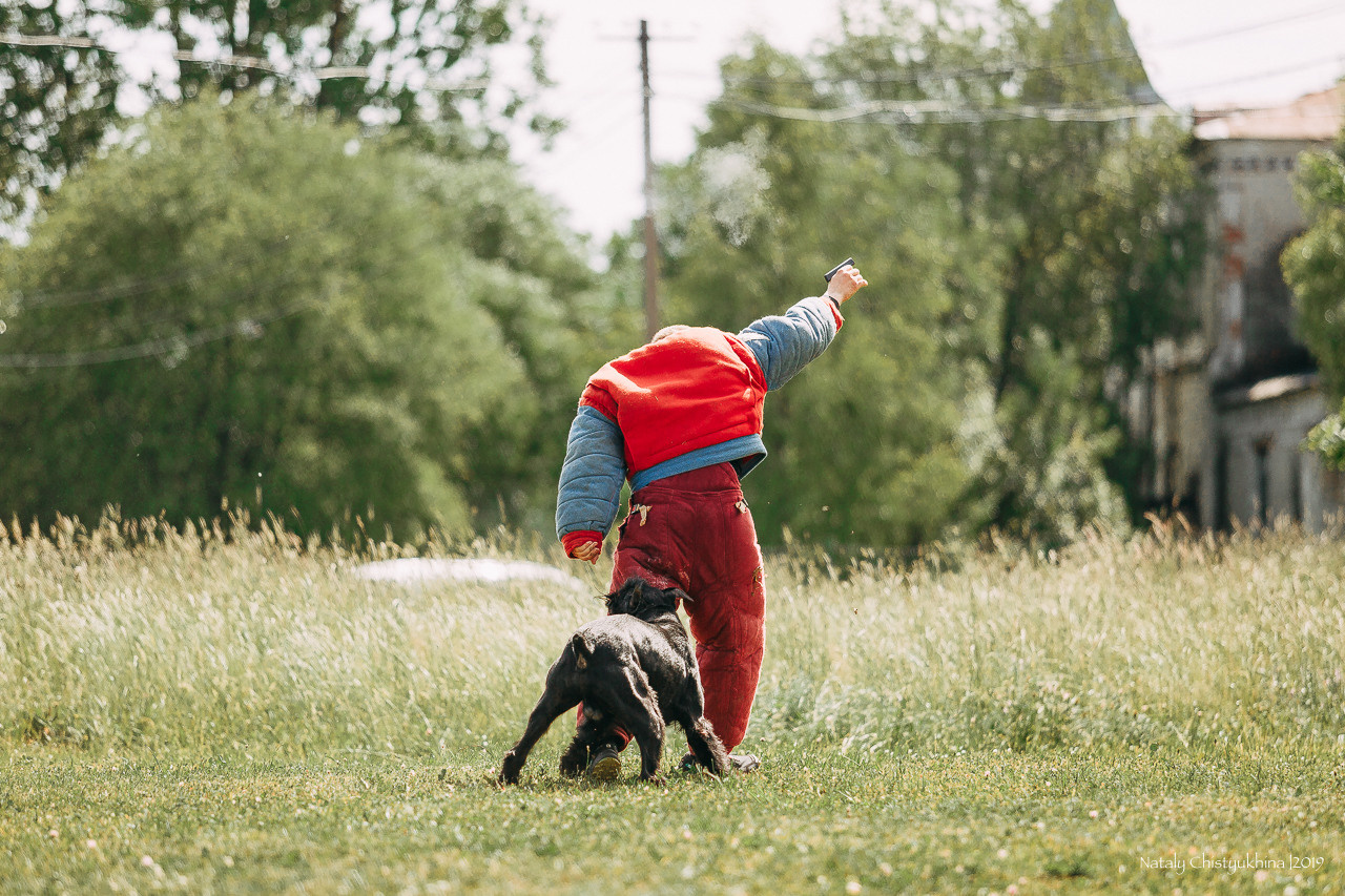 Соревнования по мондьорингу. Фотограф-анималист Наталия Чистюхина в г. Сосновый Бор и ЛО