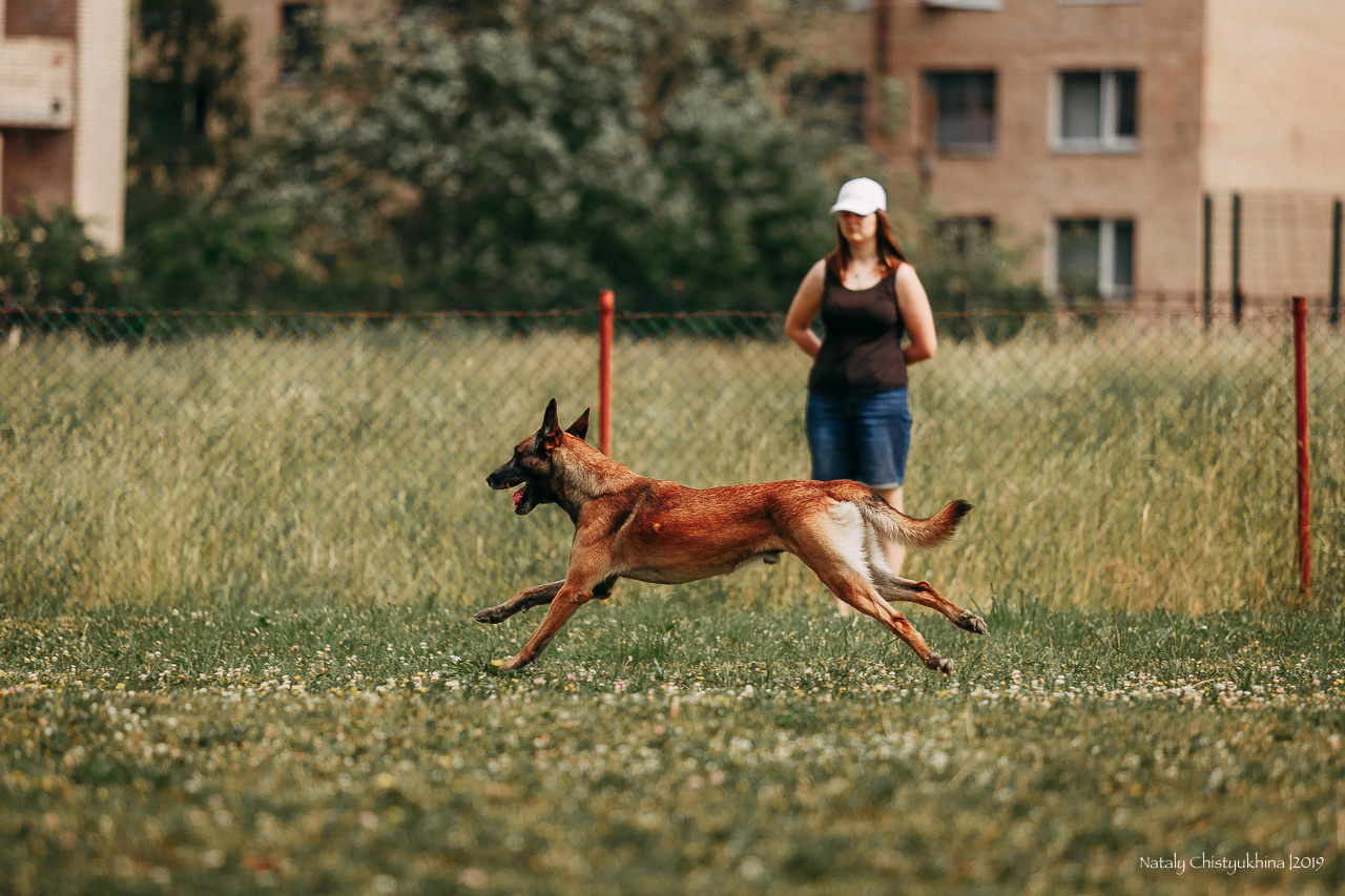 Соревнования по мондьорингу. Фотограф-анималист Наталия Чистюхина в г. Сосновый Бор и ЛО