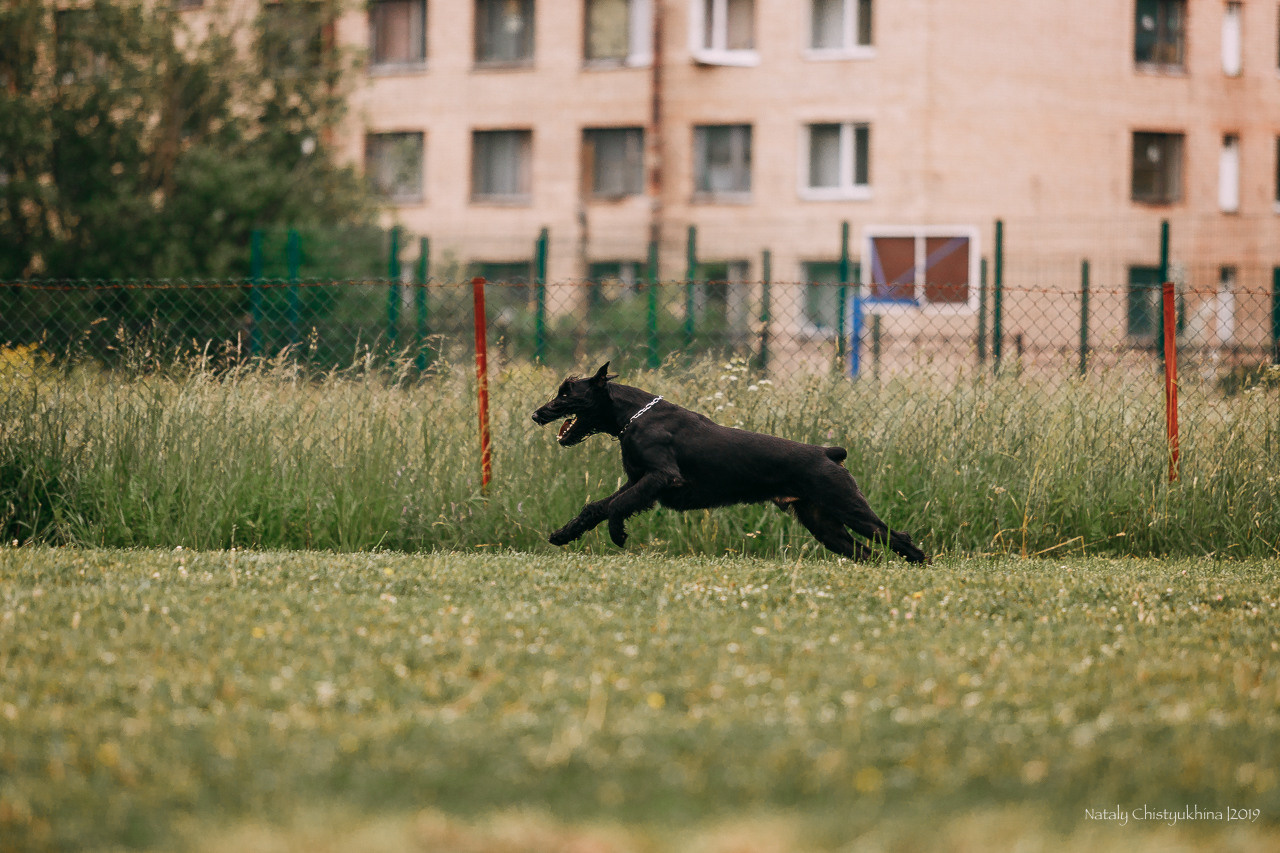 Соревнования БРР. Фотограф-анималист Наталия Чистюхина в г. Сосновый Бор и ЛО