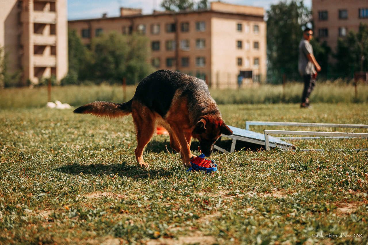 Соревнования по мондьорингу. Фотограф-анималист Наталия Чистюхина в г. Сосновый Бор и ЛО