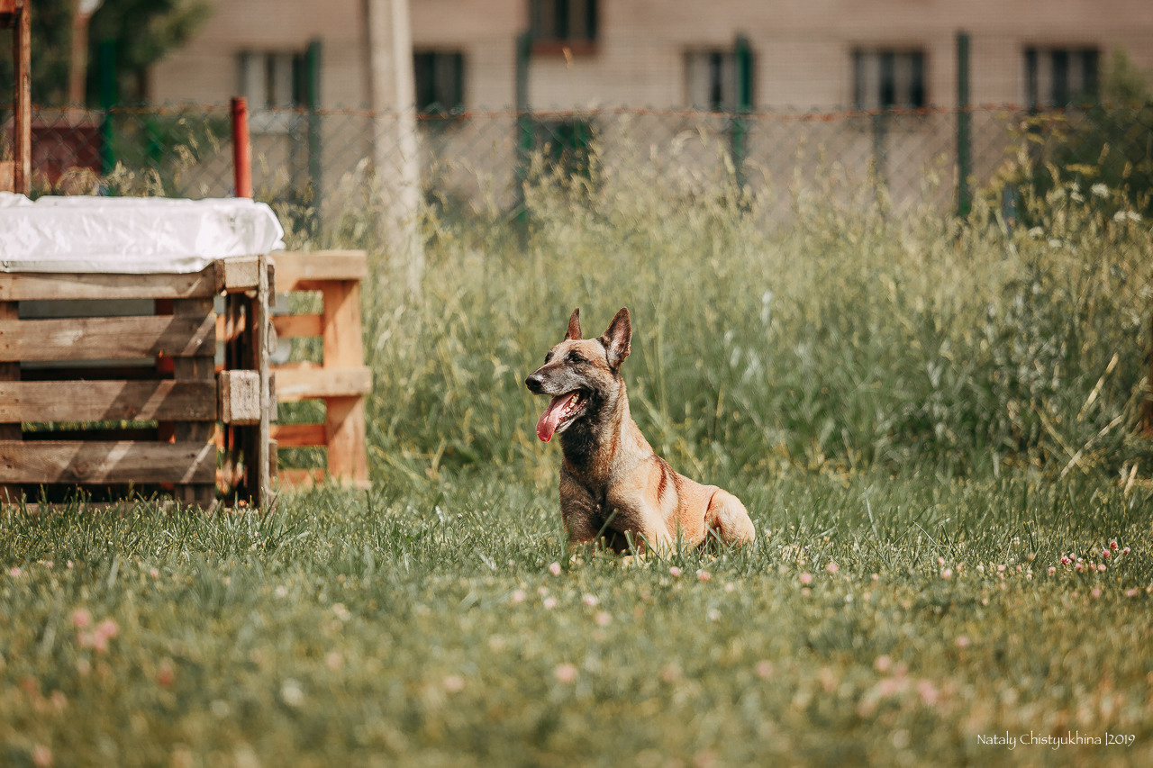 Соревнования по мондьорингу. Фотограф-анималист Наталия Чистюхина в г. Сосновый Бор и ЛО