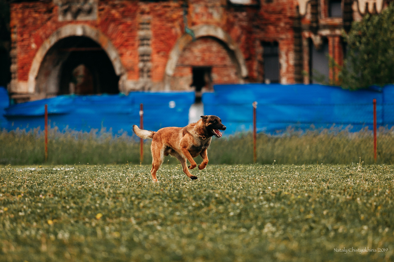 Соревнования БРР. Фотограф-анималист Наталия Чистюхина в г. Сосновый Бор и ЛО