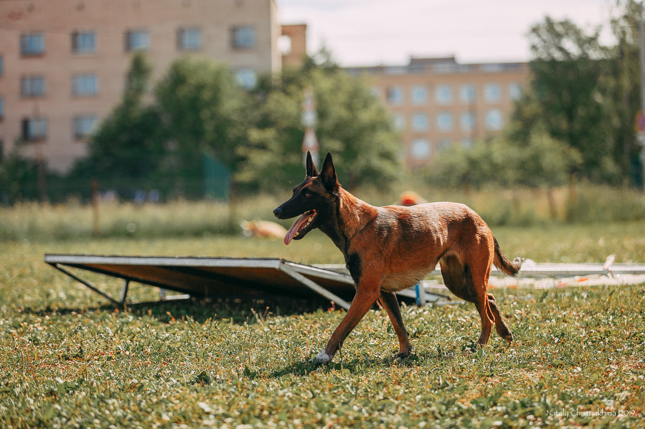Соревнования по мондьорингу. Фотограф-анималист Наталия Чистюхина в г. Сосновый Бор и ЛО