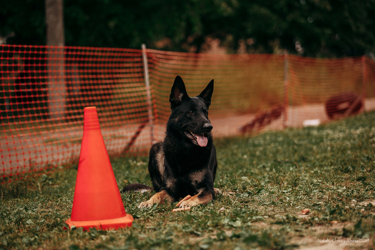Соревнования по мондьорингу. Фотограф-анималист Наталия Чистюхина в г. Сосновый Бор и ЛО