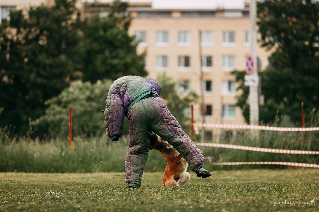 Соревнования БРР. Фотограф-анималист Наталия Чистюхина в г. Сосновый Бор и ЛО