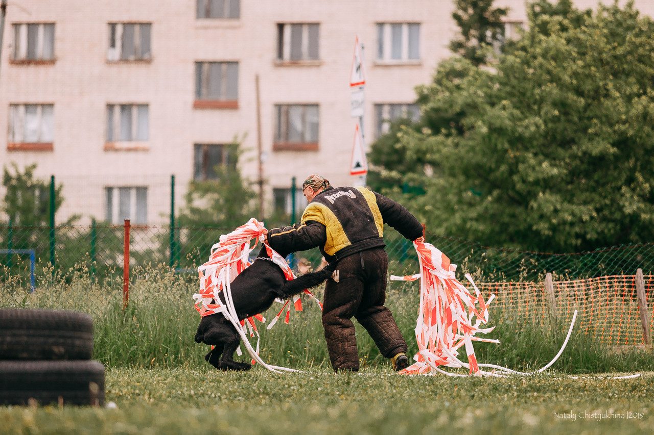 Соревнования БРР. Фотограф-анималист Наталия Чистюхина в г. Сосновый Бор и ЛО