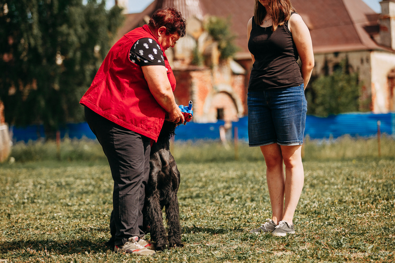 Соревнования по мондьорингу. Фотограф-анималист Наталия Чистюхина в г. Сосновый Бор и ЛО