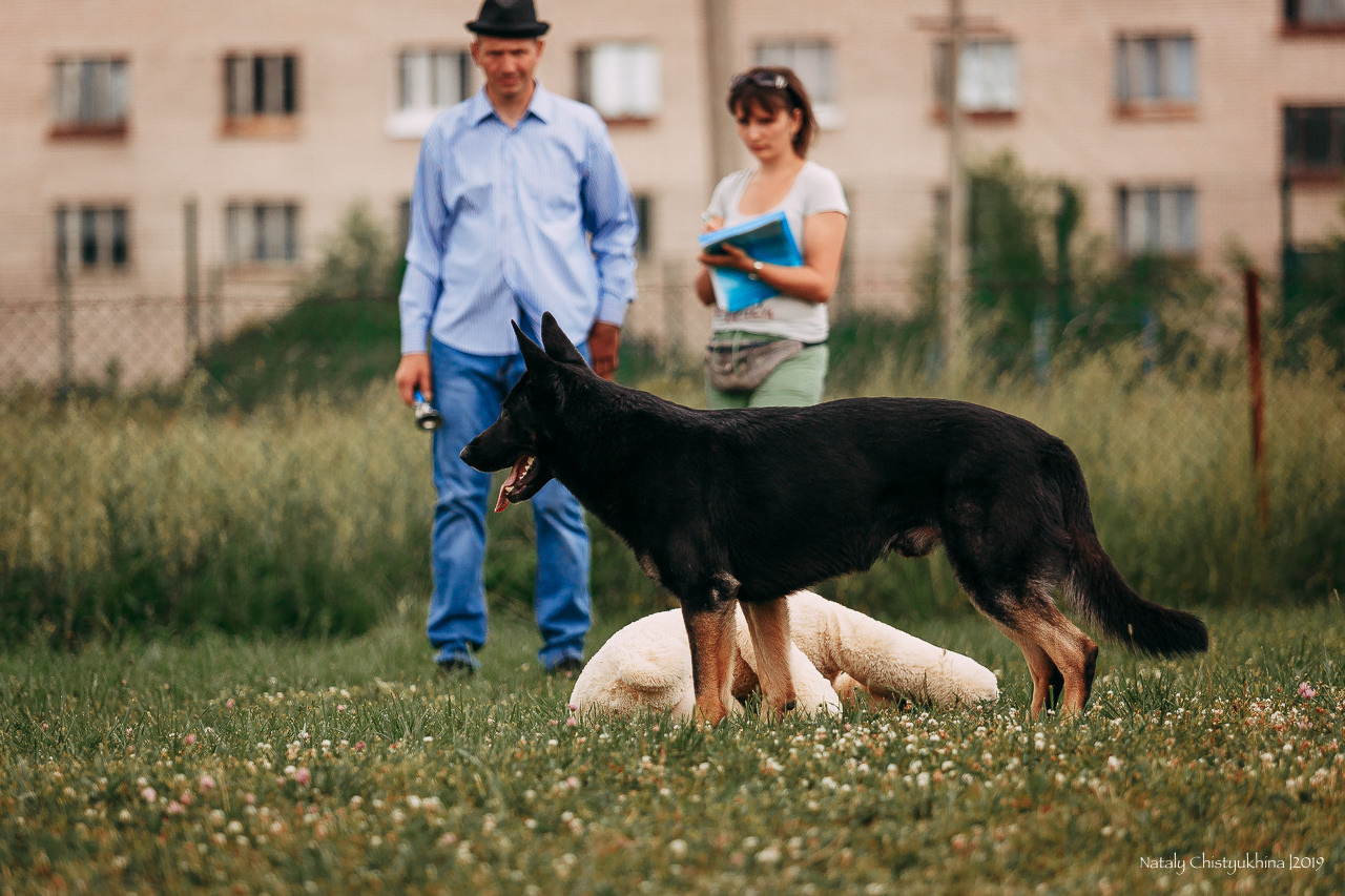 Соревнования по мондьорингу. Фотограф-анималист Наталия Чистюхина в г. Сосновый Бор и ЛО