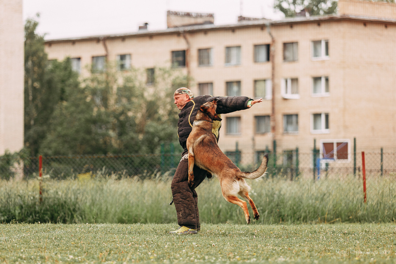 Соревнования БРР. Фотограф-анималист Наталия Чистюхина в г. Сосновый Бор и ЛО
