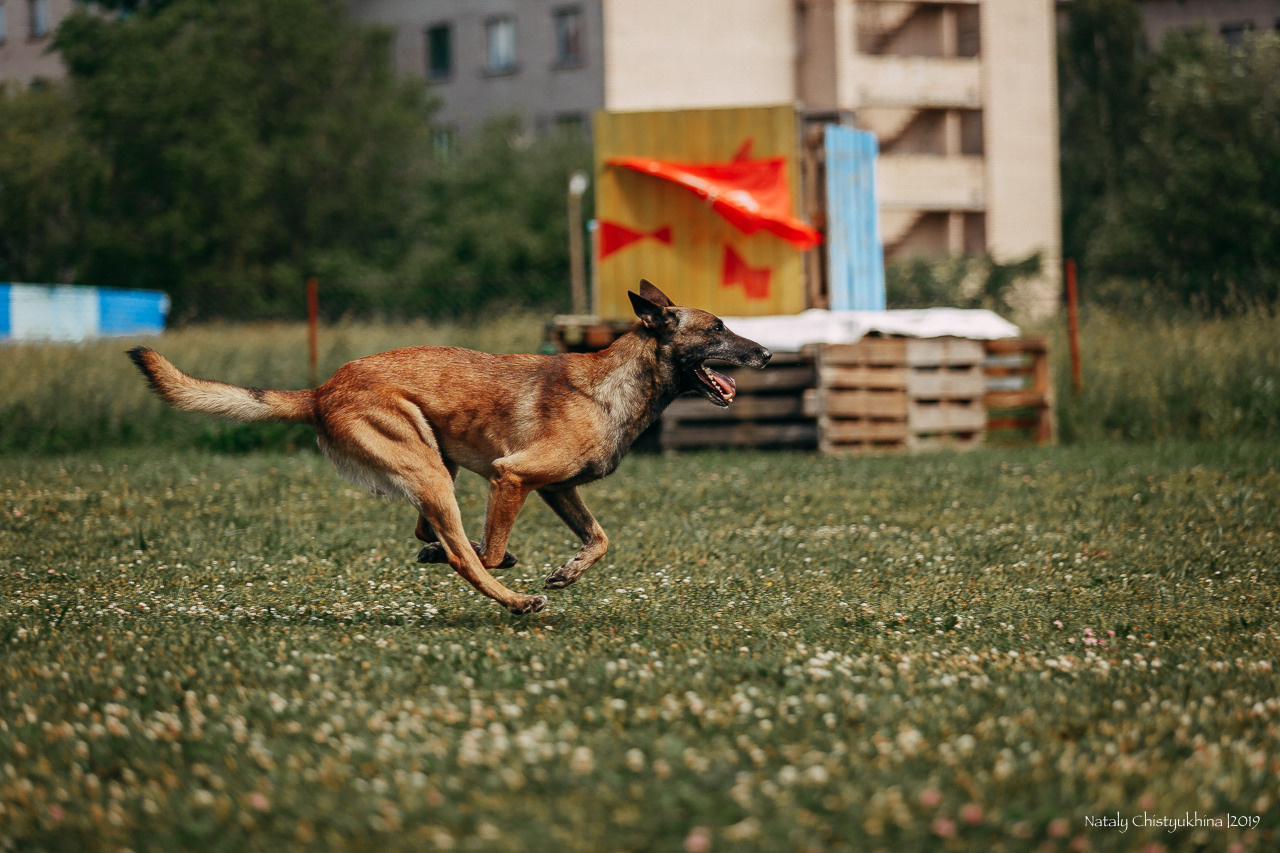 Соревнования по мондьорингу. Фотограф-анималист Наталия Чистюхина в г. Сосновый Бор и ЛО