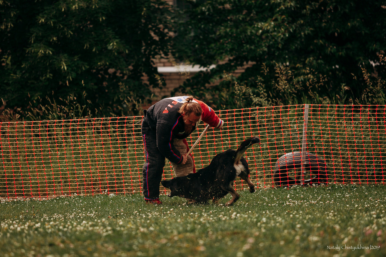 Соревнования по мондьорингу. Фотограф-анималист Наталия Чистюхина в г. Сосновый Бор и ЛО