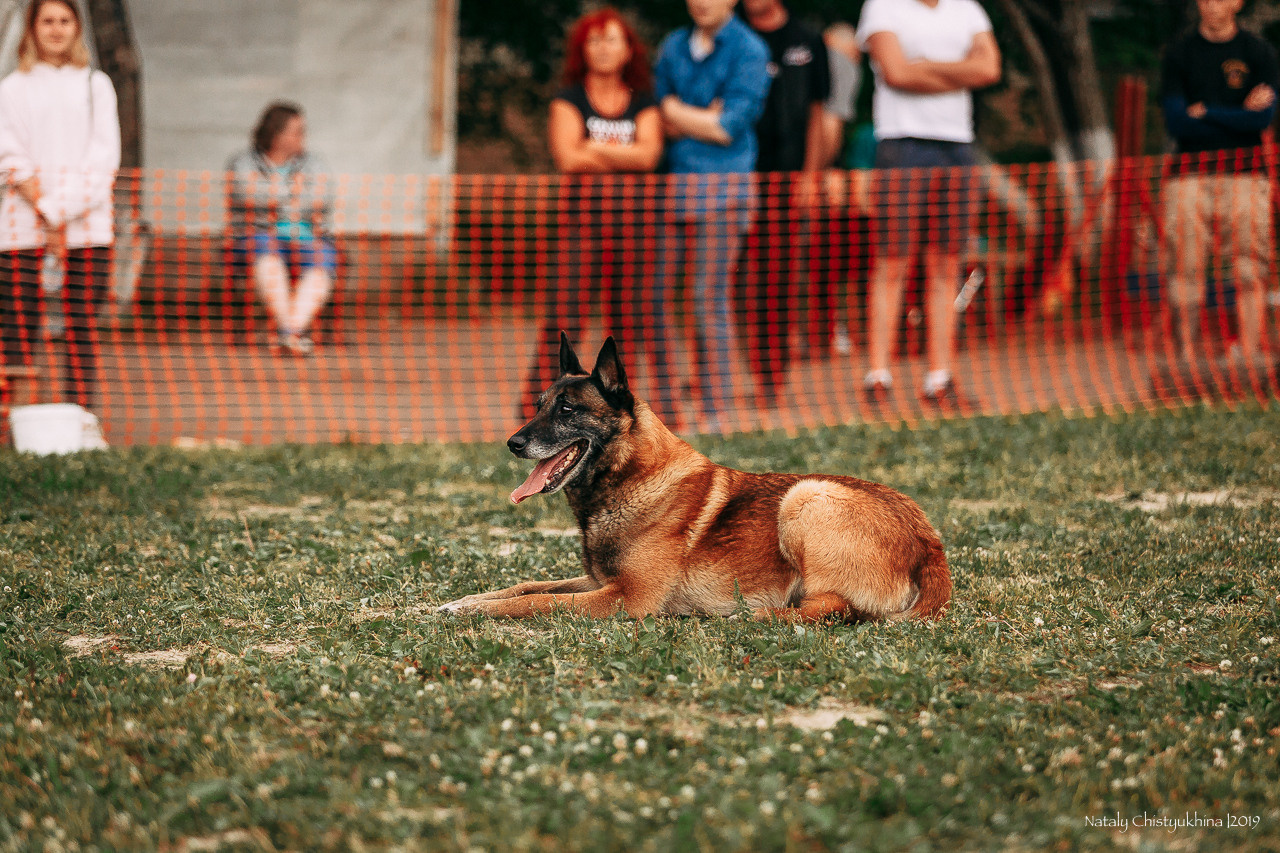 Соревнования по мондьорингу. Фотограф-анималист Наталия Чистюхина в г. Сосновый Бор и ЛО