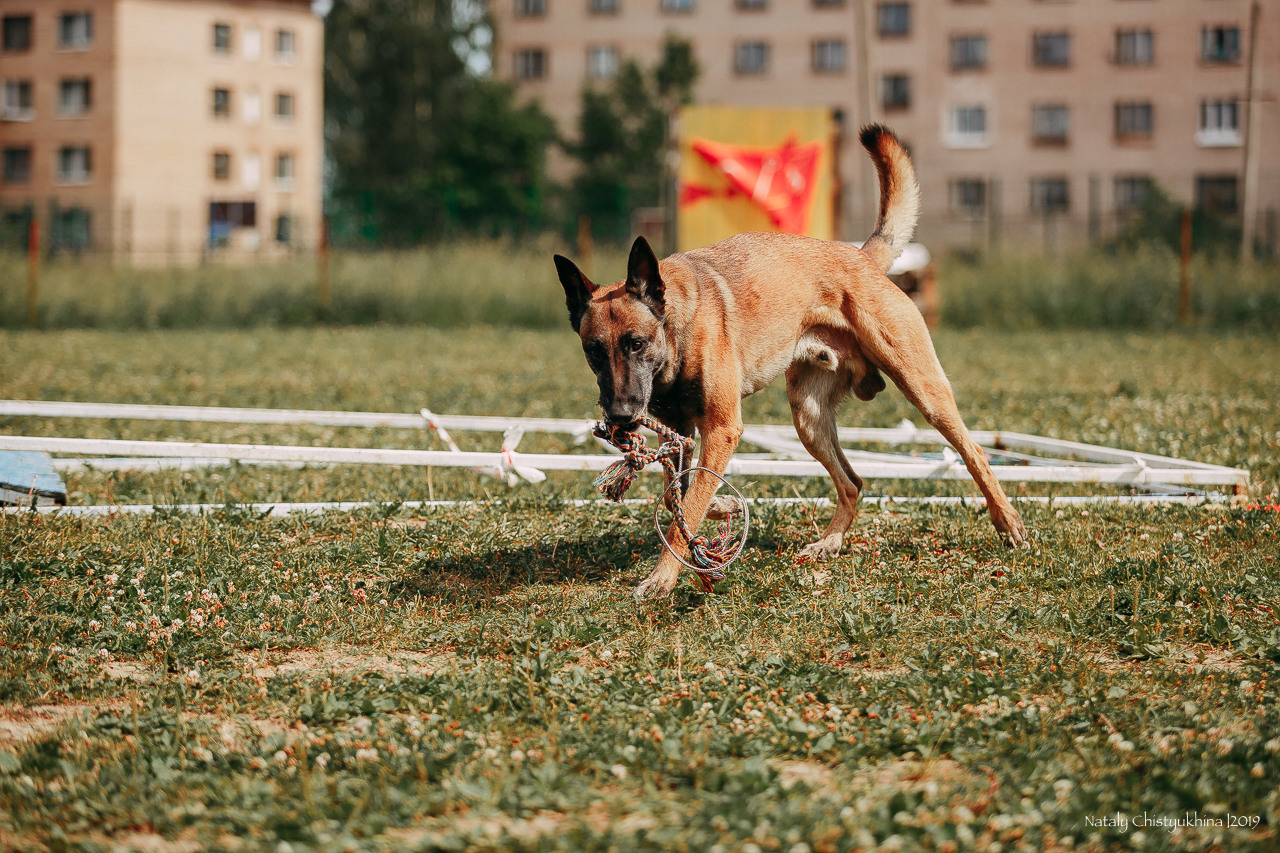 Соревнования по мондьорингу. Фотограф-анималист Наталия Чистюхина в г. Сосновый Бор и ЛО