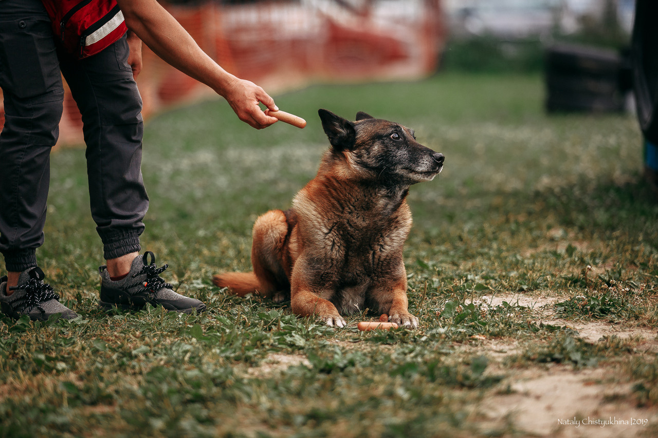 Соревнования по мондьорингу. Фотограф-анималист Наталия Чистюхина в г. Сосновый Бор и ЛО