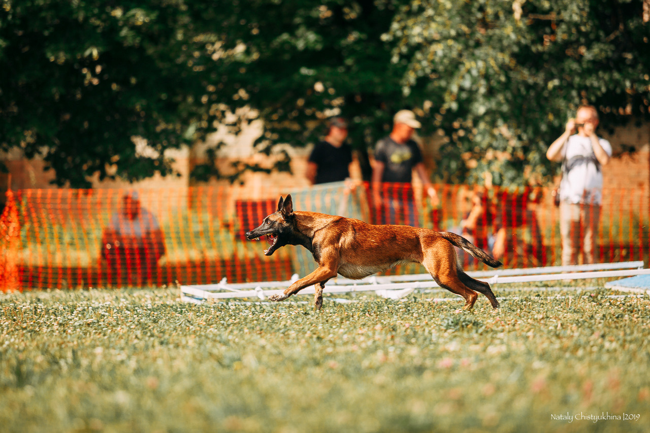 Соревнования по мондьорингу. Фотограф-анималист Наталия Чистюхина в г. Сосновый Бор и ЛО