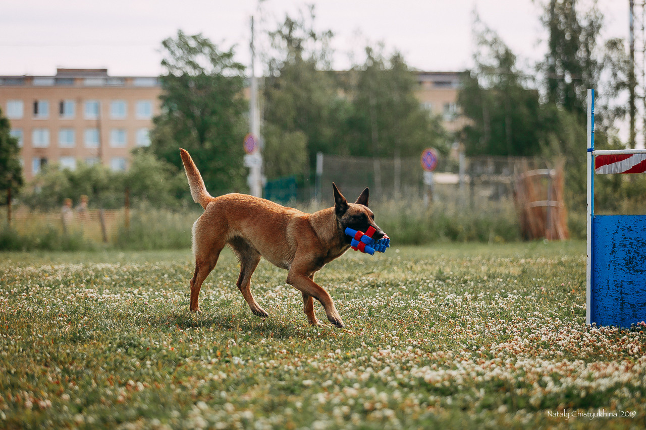 Соревнования по мондьорингу. Фотограф-анималист Наталия Чистюхина в г. Сосновый Бор и ЛО