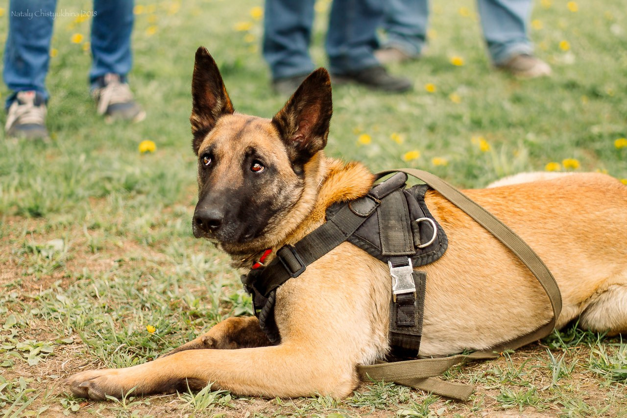 Семинары по мондио. Фотограф-анималист Наталия Чистюхина в г. Сосновый Бор и ЛО