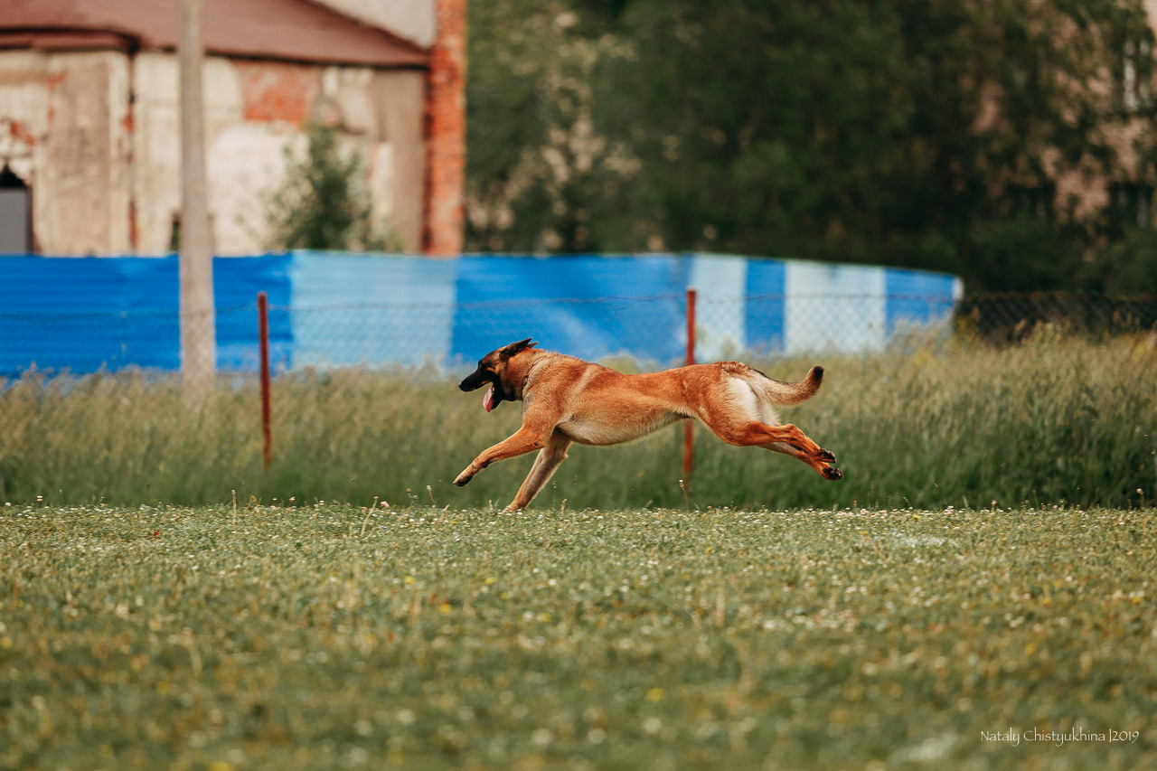 Соревнования БРР. Фотограф-анималист Наталия Чистюхина в г. Сосновый Бор и ЛО