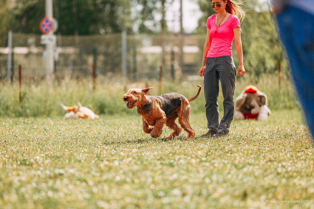 Соревнования по мондьорингу. Фотограф-анималист Наталия Чистюхина в г. Сосновый Бор и ЛО