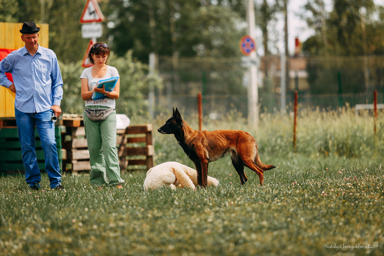 Соревнования по мондьорингу. Фотограф-анималист Наталия Чистюхина в г. Сосновый Бор и ЛО
