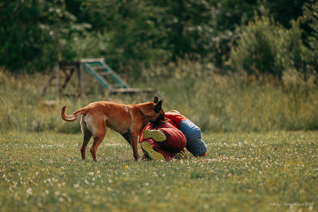 Соревнования по мондьорингу. Фотограф-анималист Наталия Чистюхина в г. Сосновый Бор и ЛО