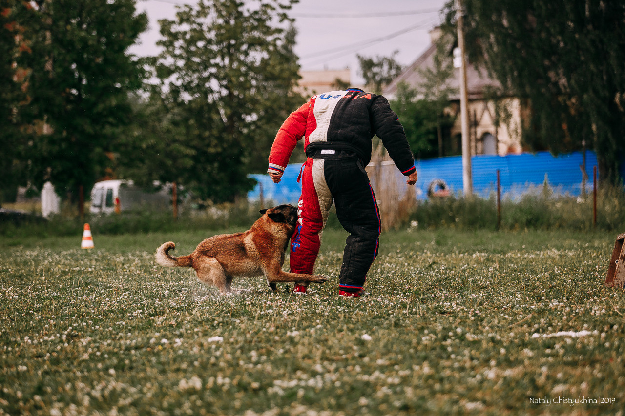 Соревнования по мондьорингу. Фотограф-анималист Наталия Чистюхина в г. Сосновый Бор и ЛО