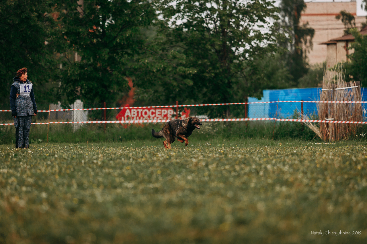 Соревнования БРР. Фотограф-анималист Наталия Чистюхина в г. Сосновый Бор и ЛО