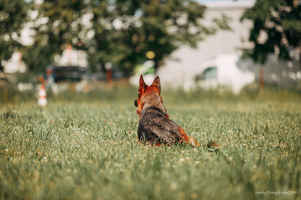 Соревнования по мондьорингу. Фотограф-анималист Наталия Чистюхина в г. Сосновый Бор и ЛО